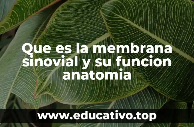 Que es la membrana sinovial y su funcion anatomia