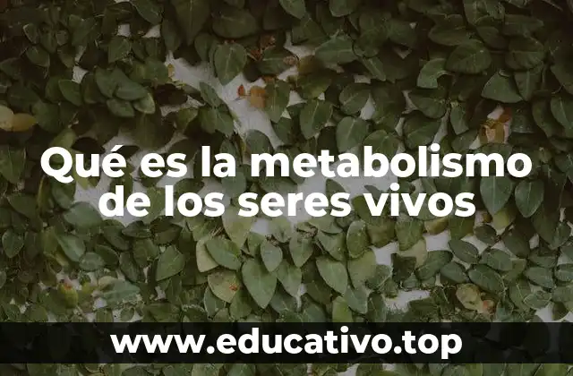 Qué es la metabolismo de los seres vivos