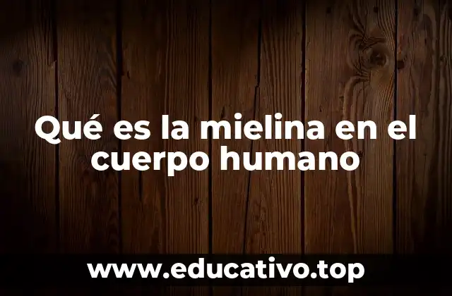 Qué es la mielina en el cuerpo humano