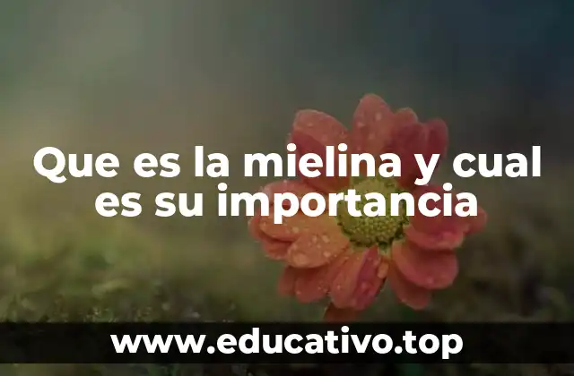 Que es la mielina y cual es su importancia