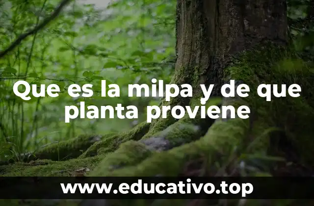 Que es la milpa y de que planta proviene
