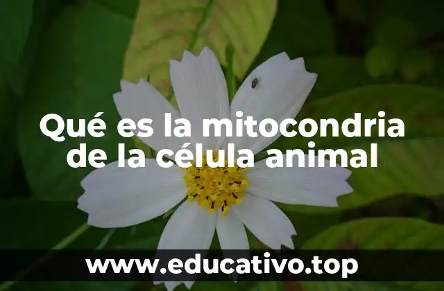 El papel esencial de las mitocondrias en la producción de energía celular