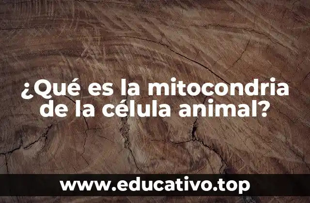 ¿Qué es la mitocondria de la célula animal?