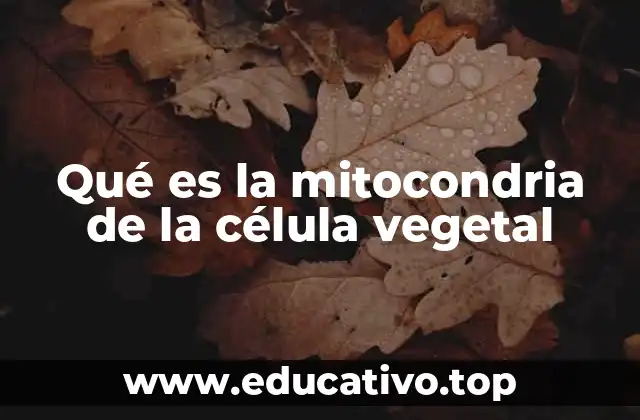 La importancia de la mitocondria en la célula vegetal