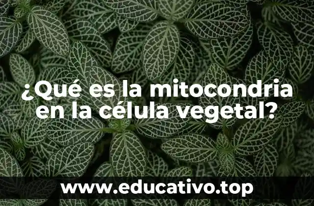 El papel de la mitocondria en la producción de energía en las células vegetales