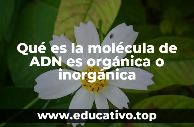Qué es la molécula de ADN es orgánica o inorgánica