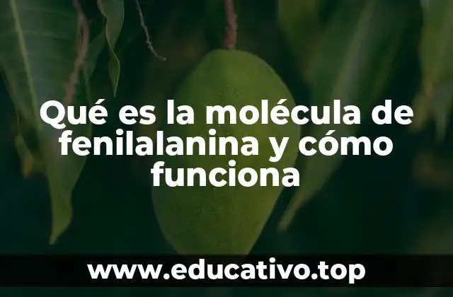 Qué es la molécula de fenilalanina y cómo funciona