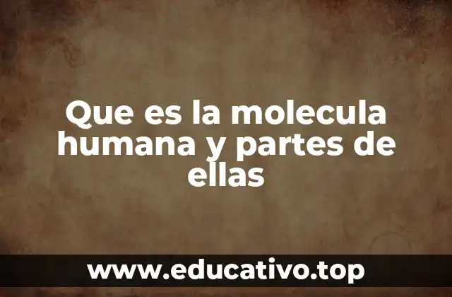 Que es la molecula humana y partes de ellas