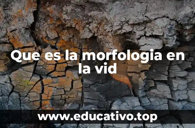 Que es la morfologia en la vid
