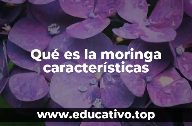 Qué es la moringa características