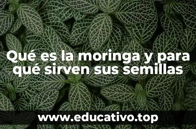 Qué es la moringa y para qué sirven sus semillas