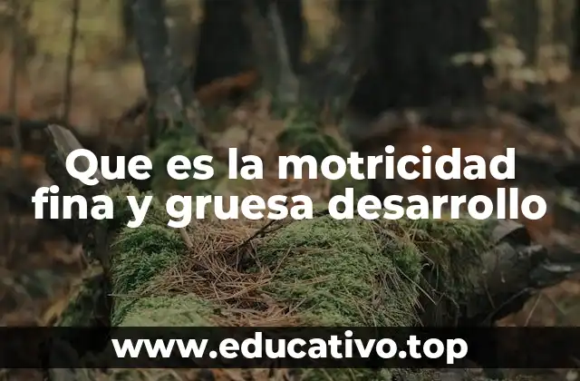 Que es la motricidad fina y gruesa desarrollo