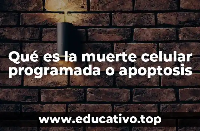 Qué es la muerte celular programada o apoptosis