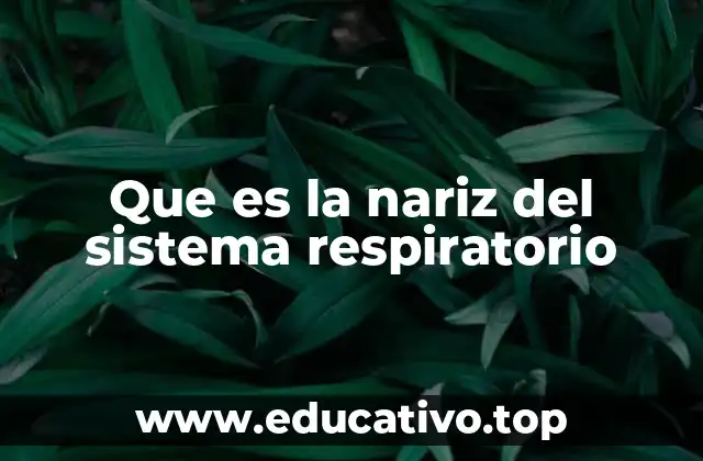 Que es la nariz del sistema respiratorio