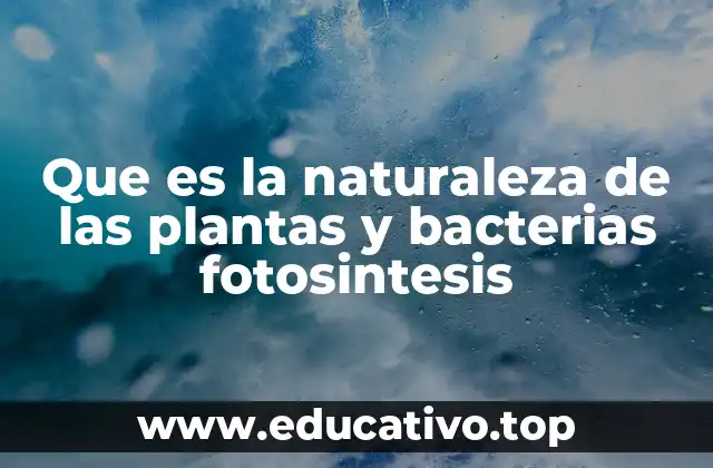 Que es la naturaleza de las plantas y bacterias fotosintesis