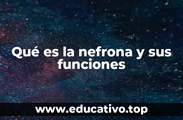 Qué es la nefrona y sus funciones