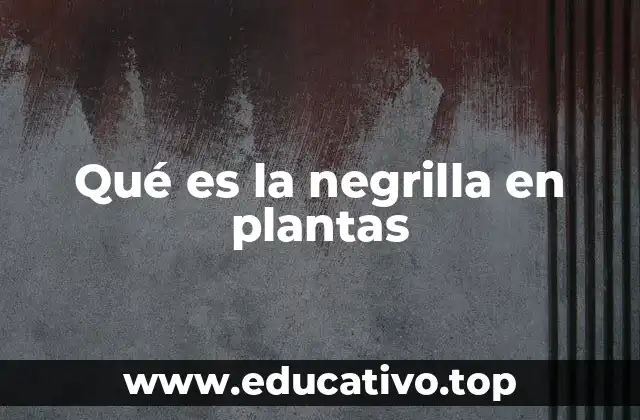 Qué es la negrilla en plantas