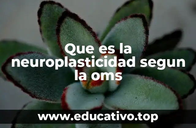 Que es la neuroplasticidad segun la oms