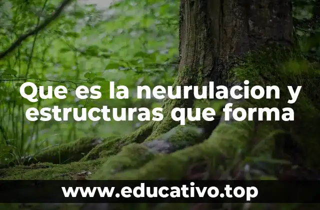 Que es la neurulacion y estructuras que forma