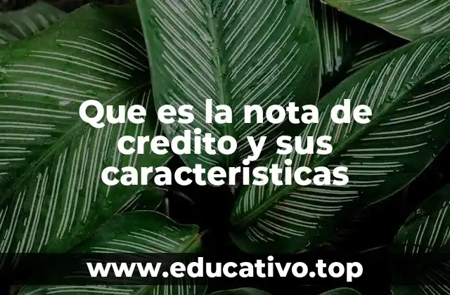 Que es la nota de credito y sus caracteristicas
