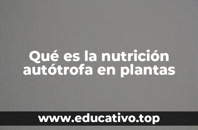 Qué es la nutrición autótrofa en plantas