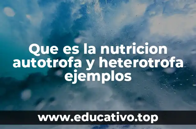 Que es la nutricion autotrofa y heterotrofa ejemplos