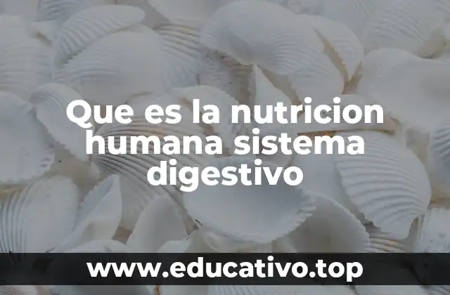 Que es la nutricion humana sistema digestivo