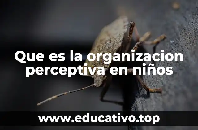 Que es la organizacion perceptiva en niños