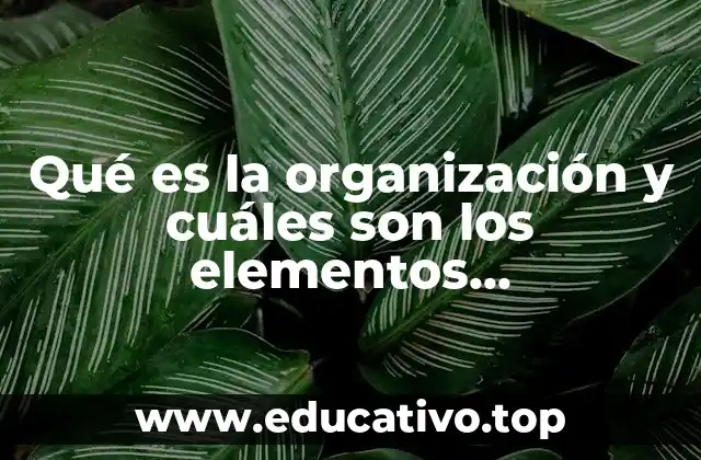 Qué es la organización y cuáles son los elementos fundamentales