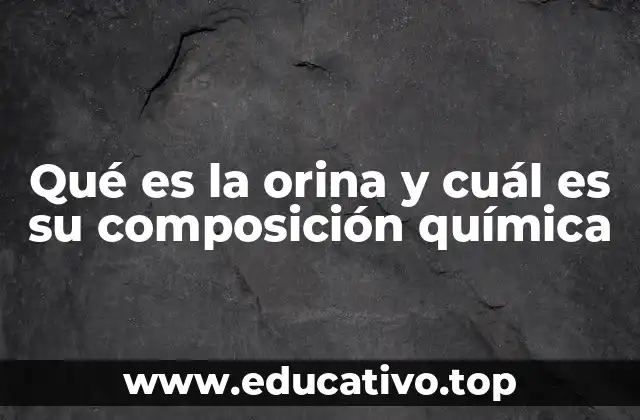 El papel de los riñones en la producción de orina