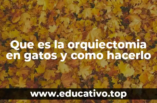 Que es la orquiectomia en gatos y como hacerlo