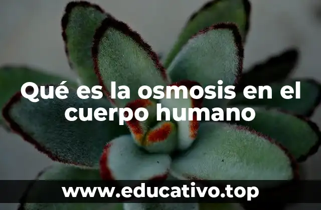 Qué es la osmosis en el cuerpo humano