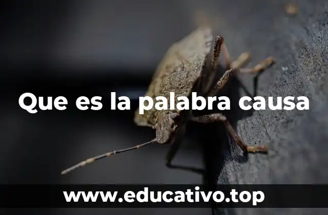 Que es la palabra causa