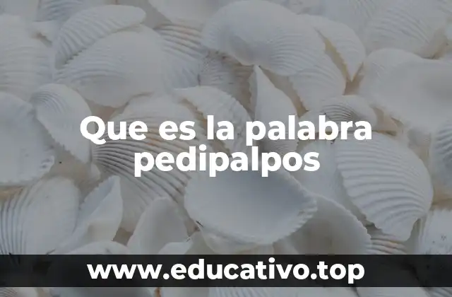 Que es la palabra pedipalpos