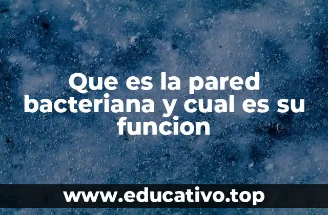 Que es la pared bacteriana y cual es su funcion