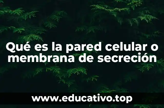 Qué es la pared celular o membrana de secreción