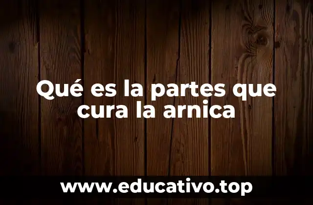 Cómo se diferencian las partes de la arnica en su uso terapéutico