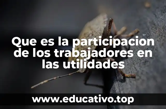 Que es la participacion de los trabajadores en las utilidades