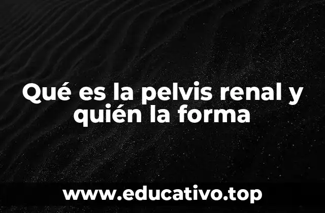 Qué es la pelvis renal y quién la forma