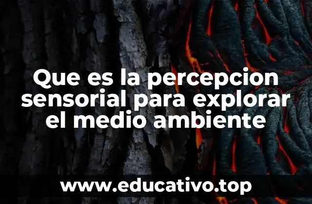Que es la percepcion sensorial para explorar el medio ambiente