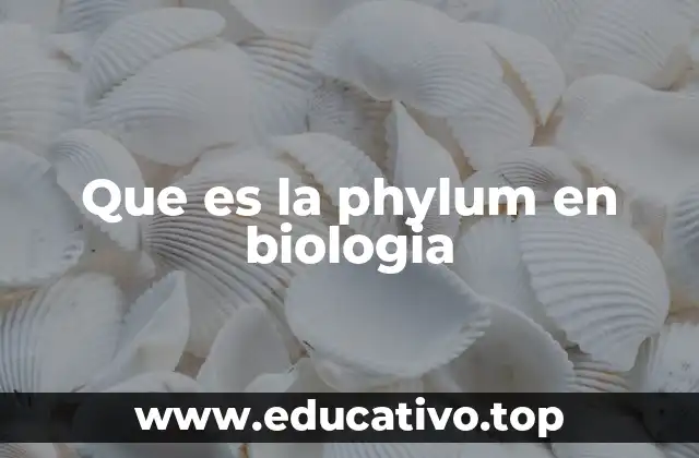 Que es la phylum en biologia
