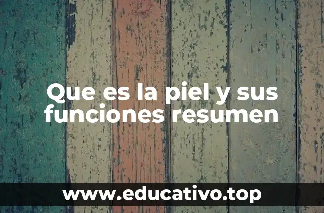 Que es la piel y sus funciones resumen