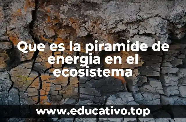 Cómo funciona el flujo de energía en los ecosistemas