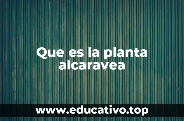 Que es la planta alcaravea