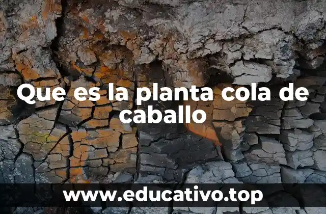 Que es la planta cola de caballo