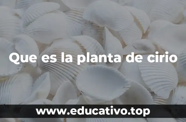 Que es la planta de cirio