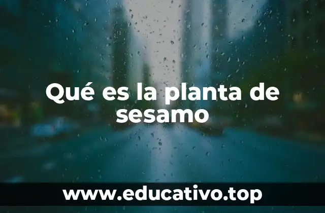 Qué es la planta de sesamo