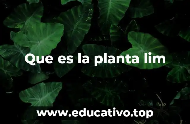 Que es la planta lim