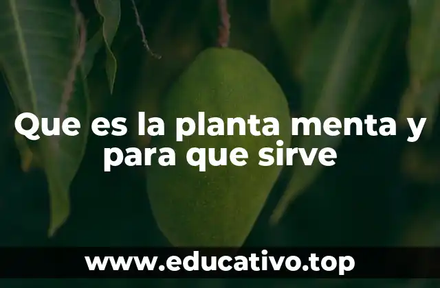Que es la planta menta y para que sirve