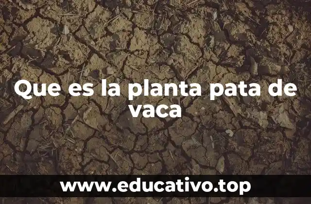 Características de la planta pata de vaca